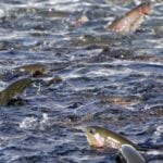 fish farming abuse