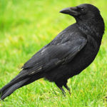 crow-totem-300